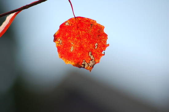 Populus tremula, autumn leaf