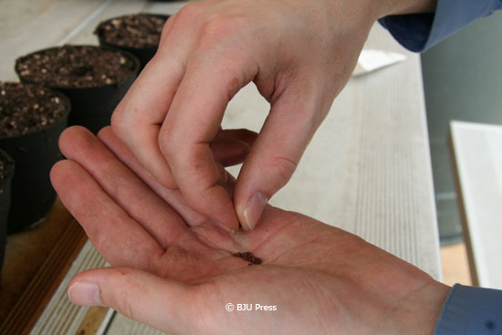 turnip seeds in the palm of a person's hand