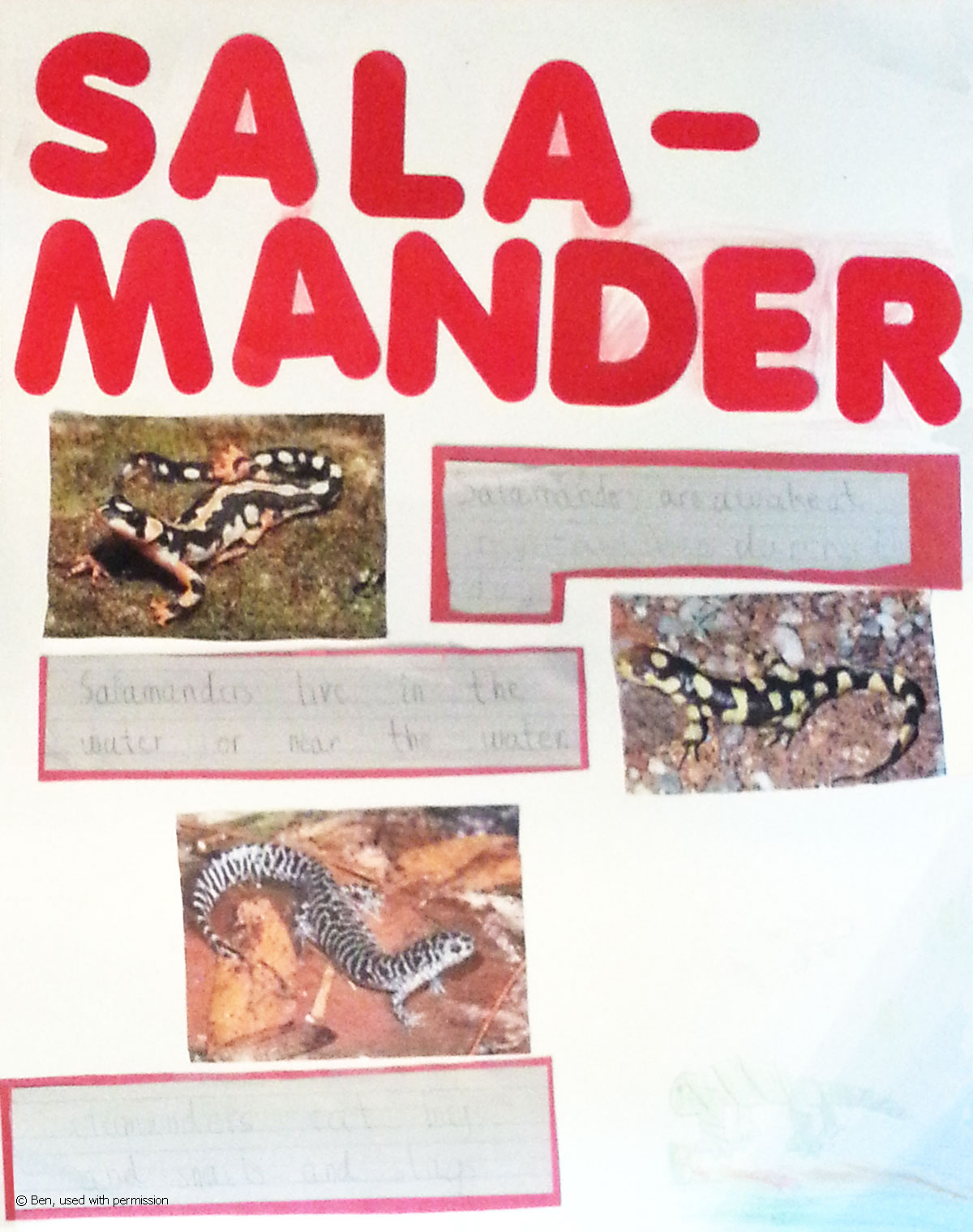 poster with salamander images and facts