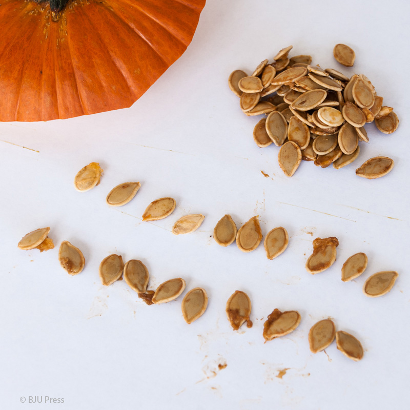 Learning with a Pumpkin-Counting