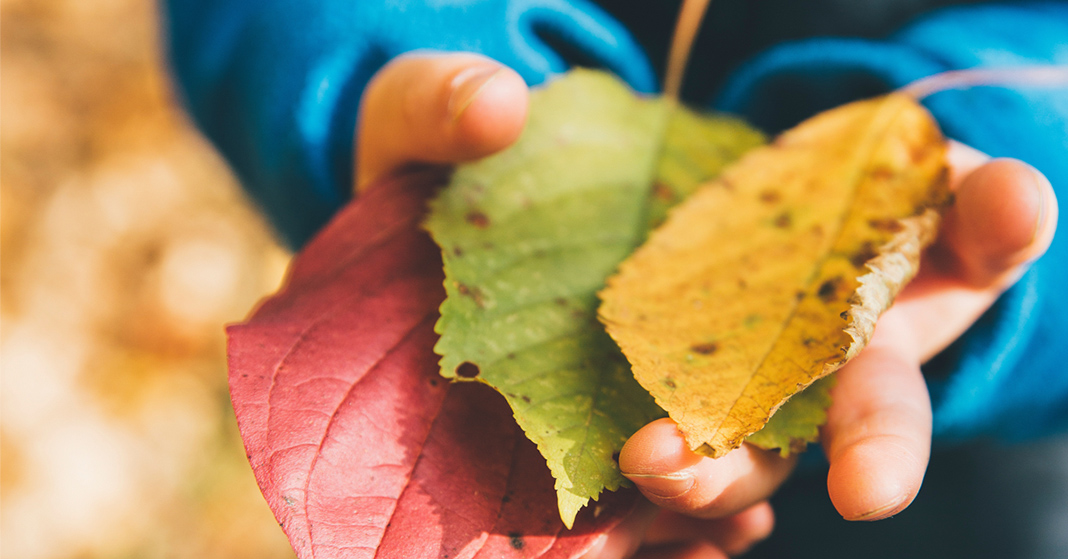 use leaves in your homeschool