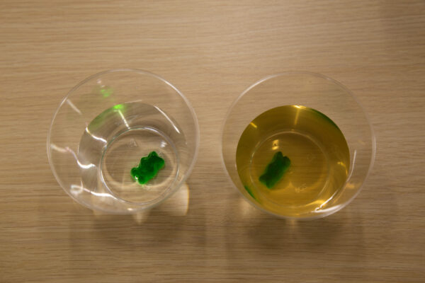 a gummy bear in water and a gummy bear in sugar water