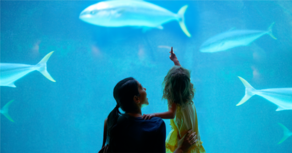 fish aquarium, little girl pointing